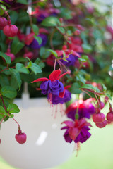 fuchsia