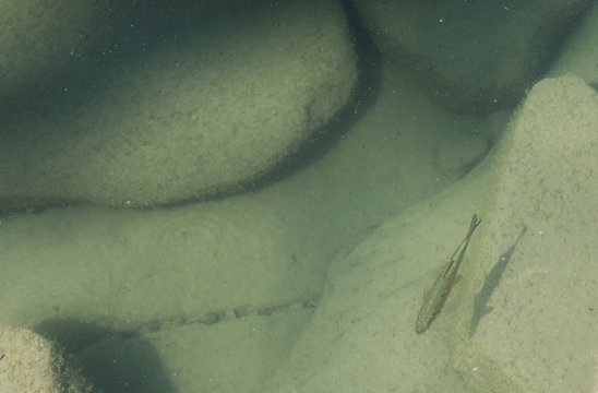 pesce
