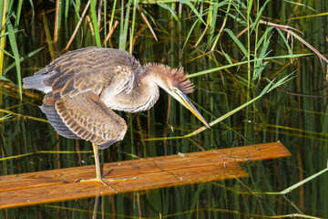Junger Purpurreiher balanciert auf Treibholz