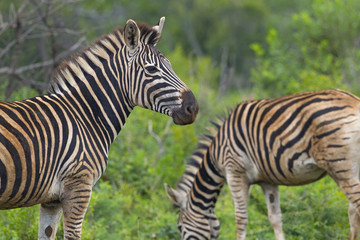 Fototapeta na wymiar Burchell's zebra (Equus quagga burchellii) Natal S. Africa