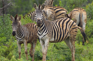 Burchell's zebra (Equus quagga burchellii)  Natal S. Africa