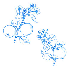 set of fruit tree branches with flowers, leaves and apples