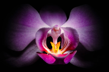 Orchid