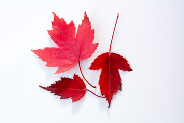 Red Maple leaves on white background