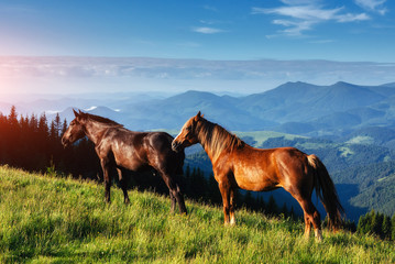 Fototapeta na wymiar Horses, on grass at high-land pasture at Carpathian Mountains in