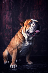 Portrait of English bulldog