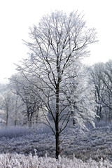 Fototapeta na wymiar Winterlicher Wald