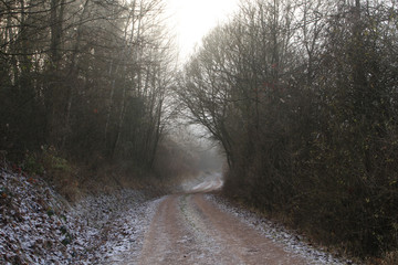 Weg im Wald mit Gefrorenen Bäumen im Winter