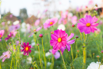 cosmos flower blooming in garden.