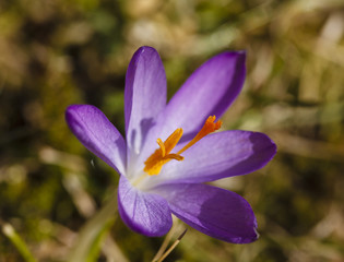 Colchicum autumnale - Autumn flower