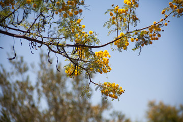 Tree with yellow Flowers