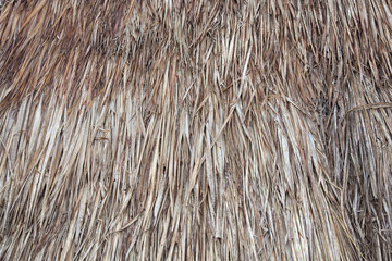 Twigs roof. grass roof