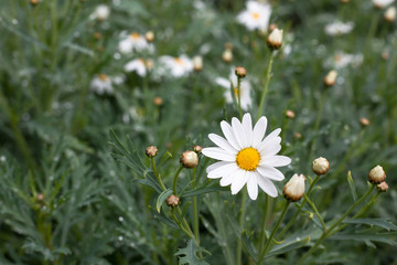 White small chrysanthemum mum flower..