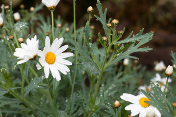 White small chrysanthemum mum flower..