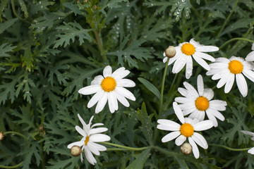 White small chrysanthemum mum flower..