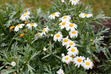 White small chrysanthemum mum flower..