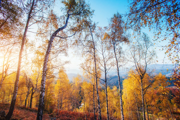 Forest Road in the autumn. Autumn Landscape.