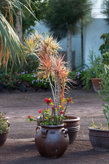 Tropical garden in Oasis Park on Fuerteventura. Canary Island. Spain