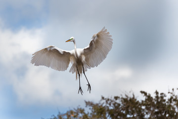 Egret in flight, wings outspread