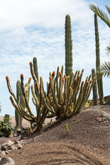 Pachycereus cactus on Fuerteventura, Canary Islands, Spain