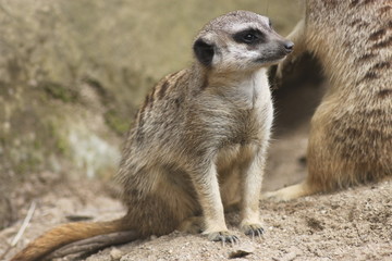 Meerkat in the zoo