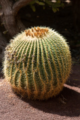 Echinocactus grusonii, popularly known as the golden barrel cactus, golden ball or, amusingly, mother-in-law's cushion,