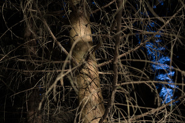 Trunk and branches of conifer tree ( evergreen ) - detail of plant. Trunk is lit by dramatic light,...