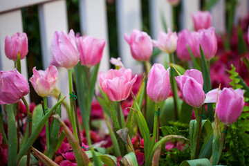 Pink tulips in the garden background.