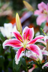 Zephyranthes flower. Common names for species in this genus incl