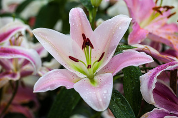 Zephyranthes flower. Common names for species in this genus incl