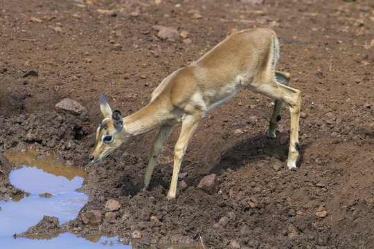 Female Impala Natal S. Africa