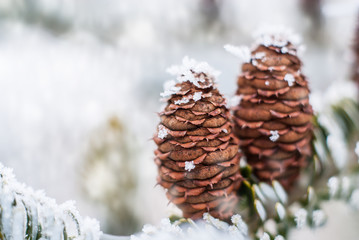 Winter background with conifer branches and cone.