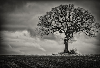 Single Tree in Black and White