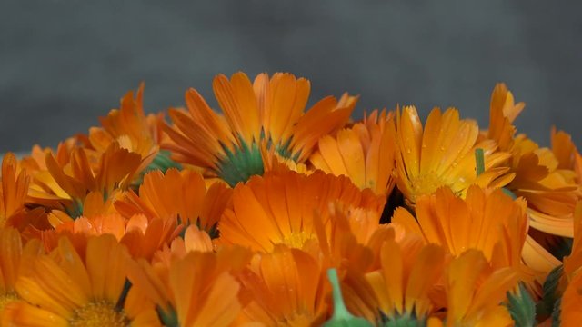 marigold calendula officinalis herb flower blooms. turntable