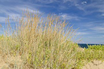 Fototapeta premium Sunny beach with sand dunes and blue sky in Bulgaria