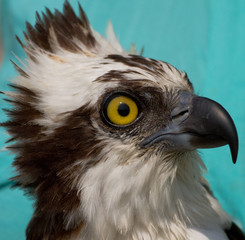Osprey profile
