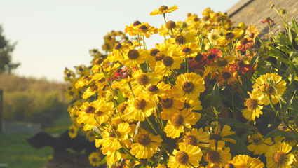 bed of yellow flowers