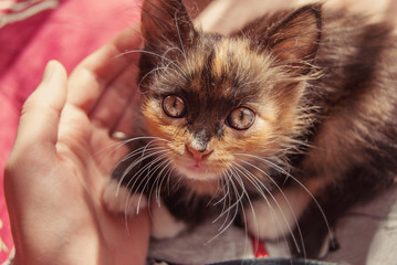 Little cute kitten looks into the eyes