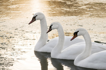 Obraz premium cygne sur un lac gelé le soir 