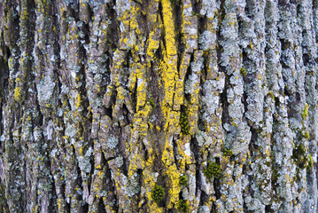 old wood tree bark texture with green moss