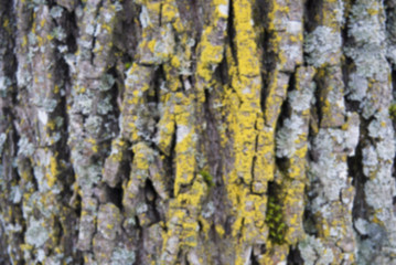 Unfocused old wood tree bark texture with green moss