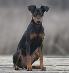 A beautiful German pinscher puppy sits on a rustic wood surface and looks into the camera, isolated by shallow field of focus