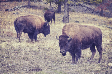 Vintage toned American bison (Bison bison) grazing in Yellowstone National Park, Wyoming, USA.