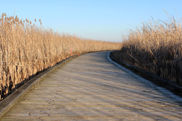 A tranquil journey on the swamp bridge