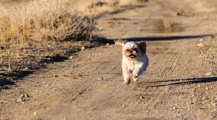 Cute Shih Tzu puppy dog running along a dirt road.