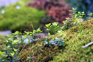leaves cranberries on a background of moss