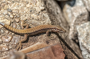 Close-up on a brown lizard near the railroad tracks. Regenerating tail