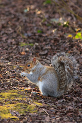 Grey Squirrel 6