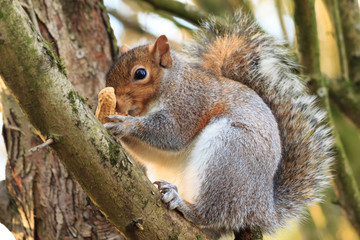 Naklejka na ściany i meble Grey Squirrel in tree with nut