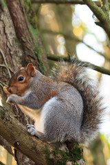 Grey Squirrel in tree